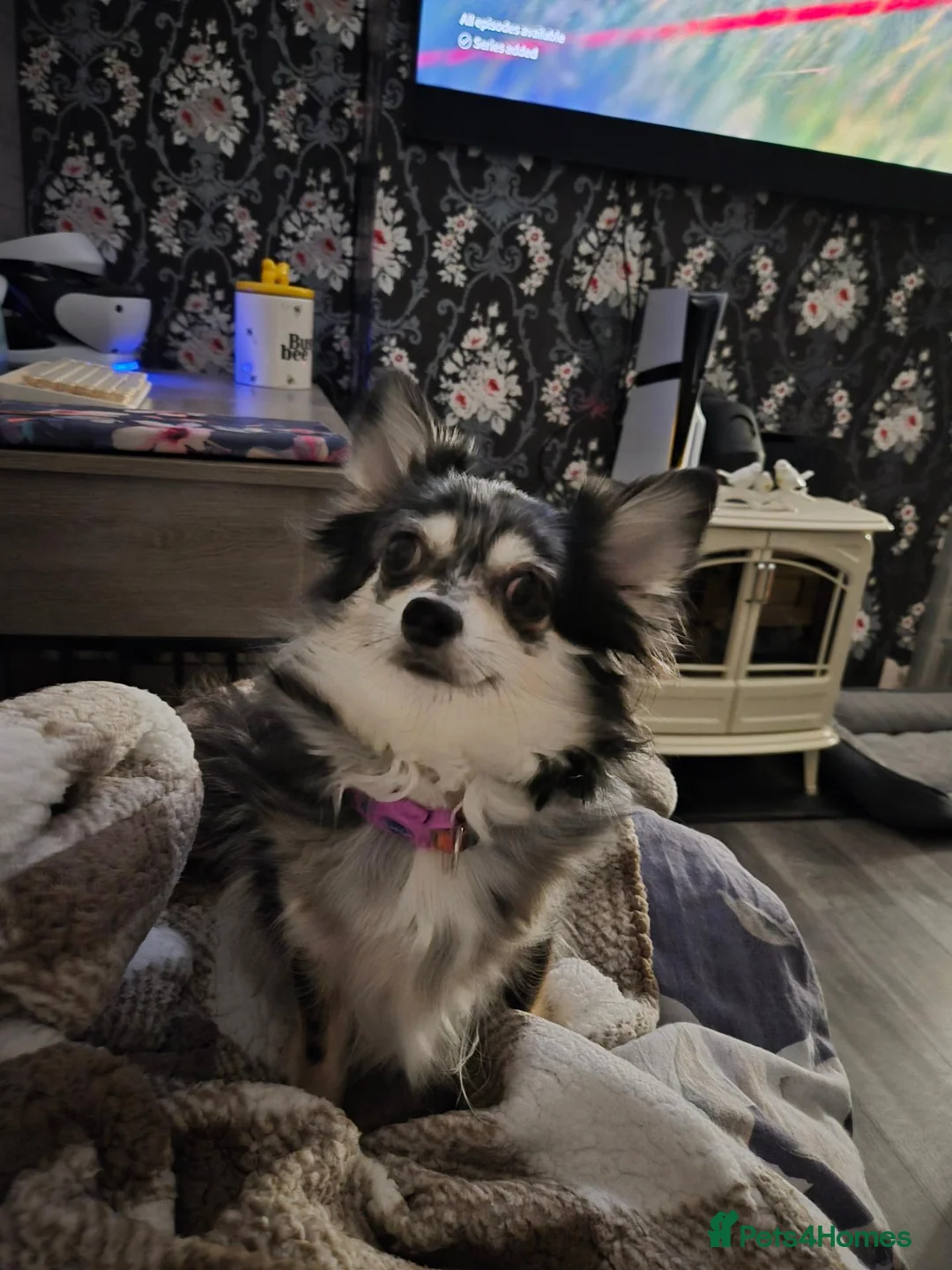 Chihuahua dogs for sale: Beautiful Chihuahua Puppies - Advert 1