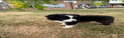 Border Collie dogs for sale: Fantastic Rough Coated Border Collies - Advert 14