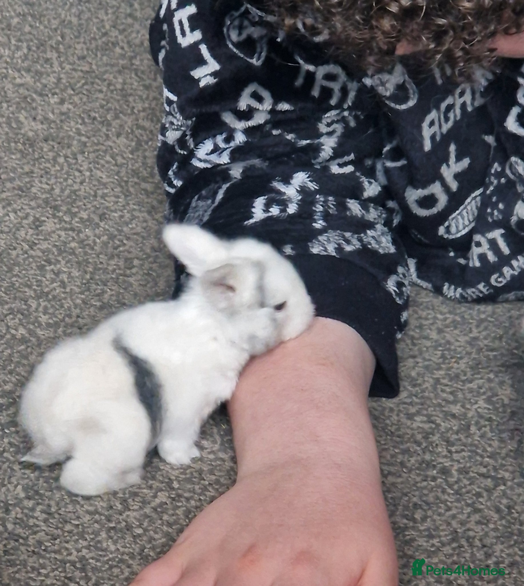 Mini Lop rabbits MINILOP WAITLIST⭐️🌟 - Advert 20