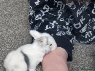 Mini Lop rabbits MINILOP WAITLIST⭐️🌟 - Advert 20