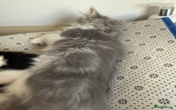 Persian cats for sale: Kitten  - Image 22