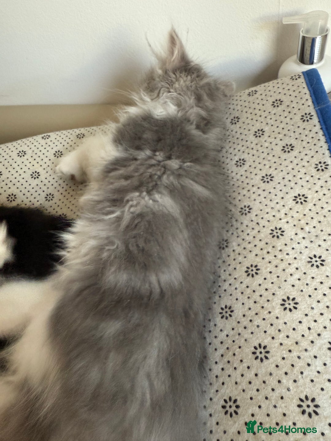 Persian cats for sale: Kitten  - Image 22