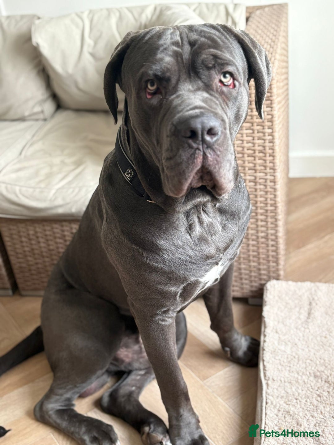 Cane Corso dogs for sale: Male cane corso 15 month old - Advert 2