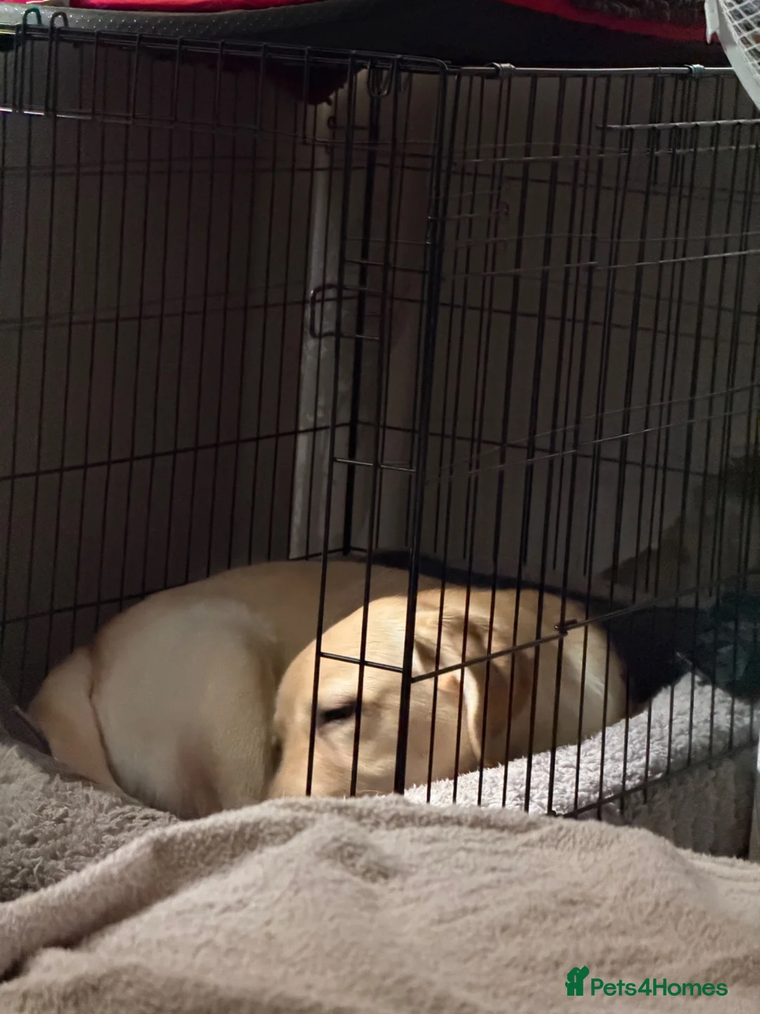Labrador Retriever dogs for sale: Yellow Labrador  in Redhill - Advert 2