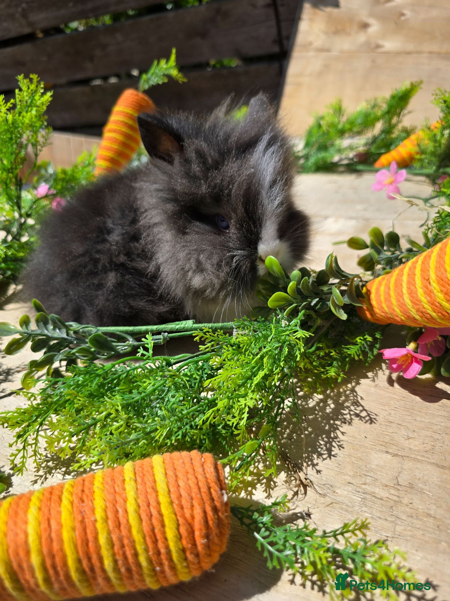 Lionhead rabbits Mini double maned lion head - Advert 3