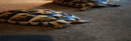 Hermann Tortoise reptiles for sale: HERMANNS TORTOISES  - Advert 6