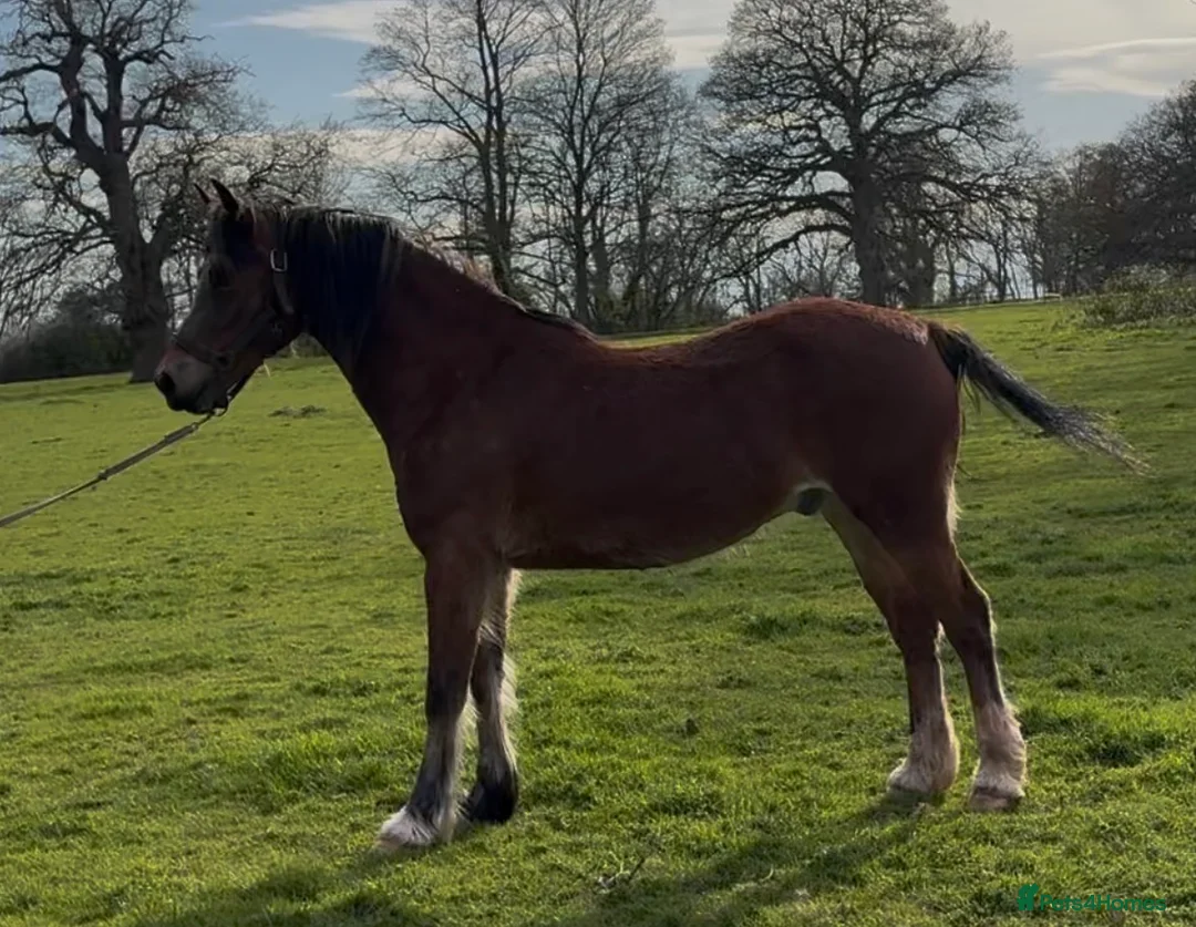 Welsh Section D horses for sale: Perfect summer project! Welsh sec D gelding  in Taunton - Advert 2