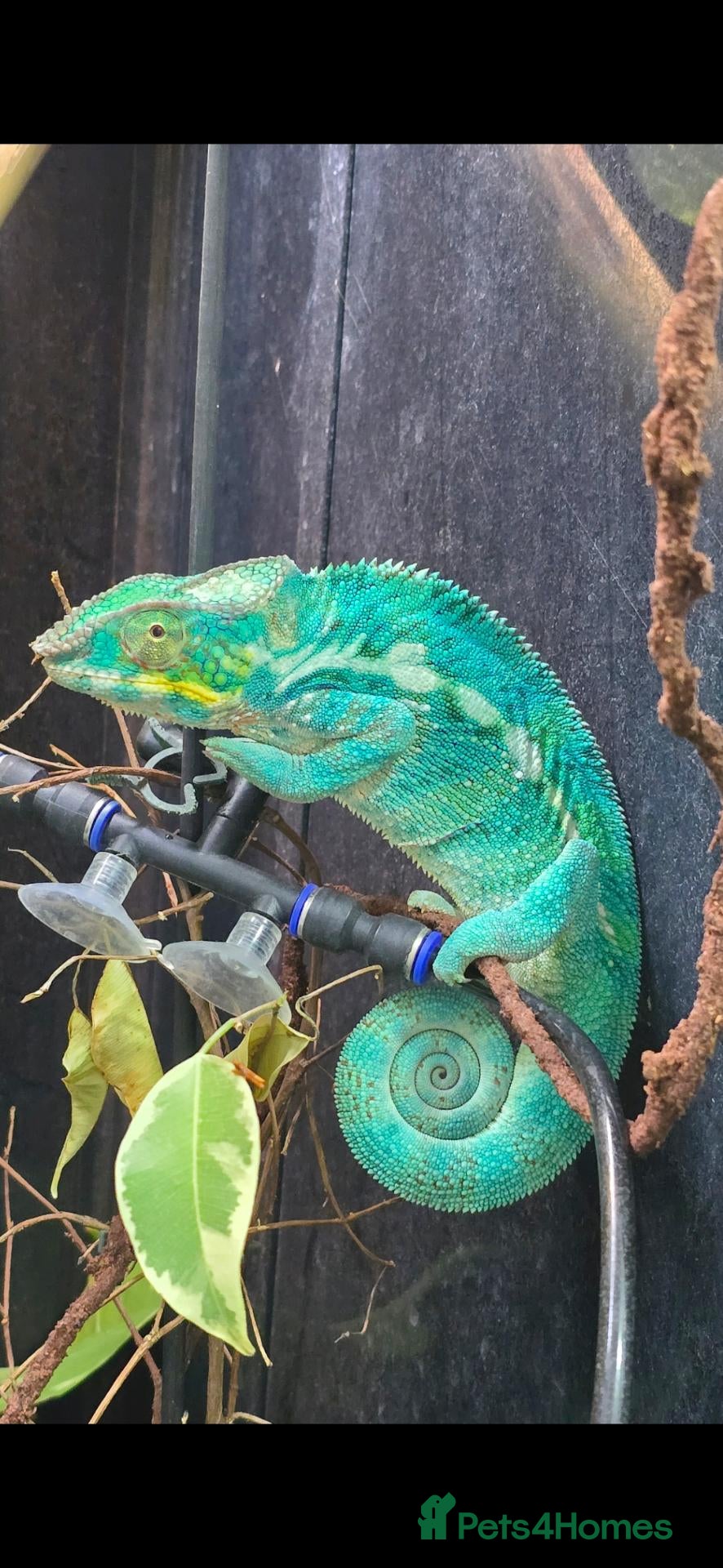 Chameleon reptiles Male panther chameleon 17 months old plus set up - Advert 1
