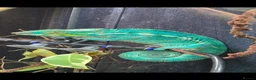 Chameleon reptiles for sale: Male panther chameleon 17 months old plus set up - Advert 1