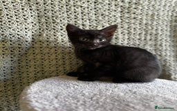 British Shorthair cats for sale: British Shorthair Kittens -Ready for Loving Homes  - Image 21