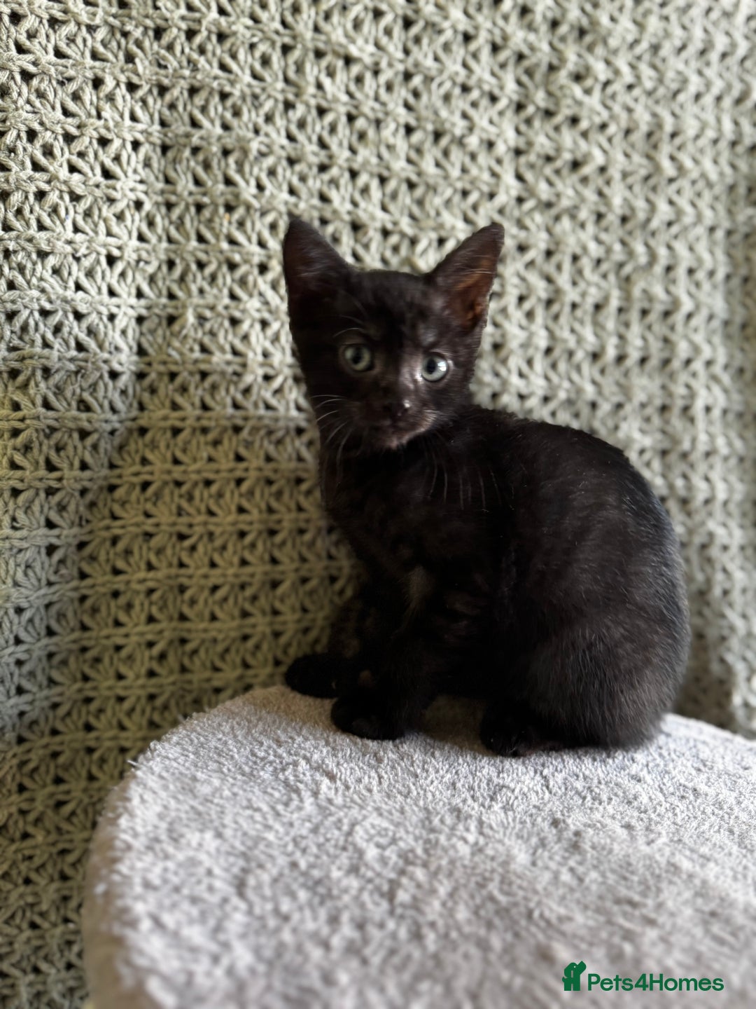 British Shorthair cats for sale: British Shorthair Kittens -Ready for Loving Homes  - Image 21