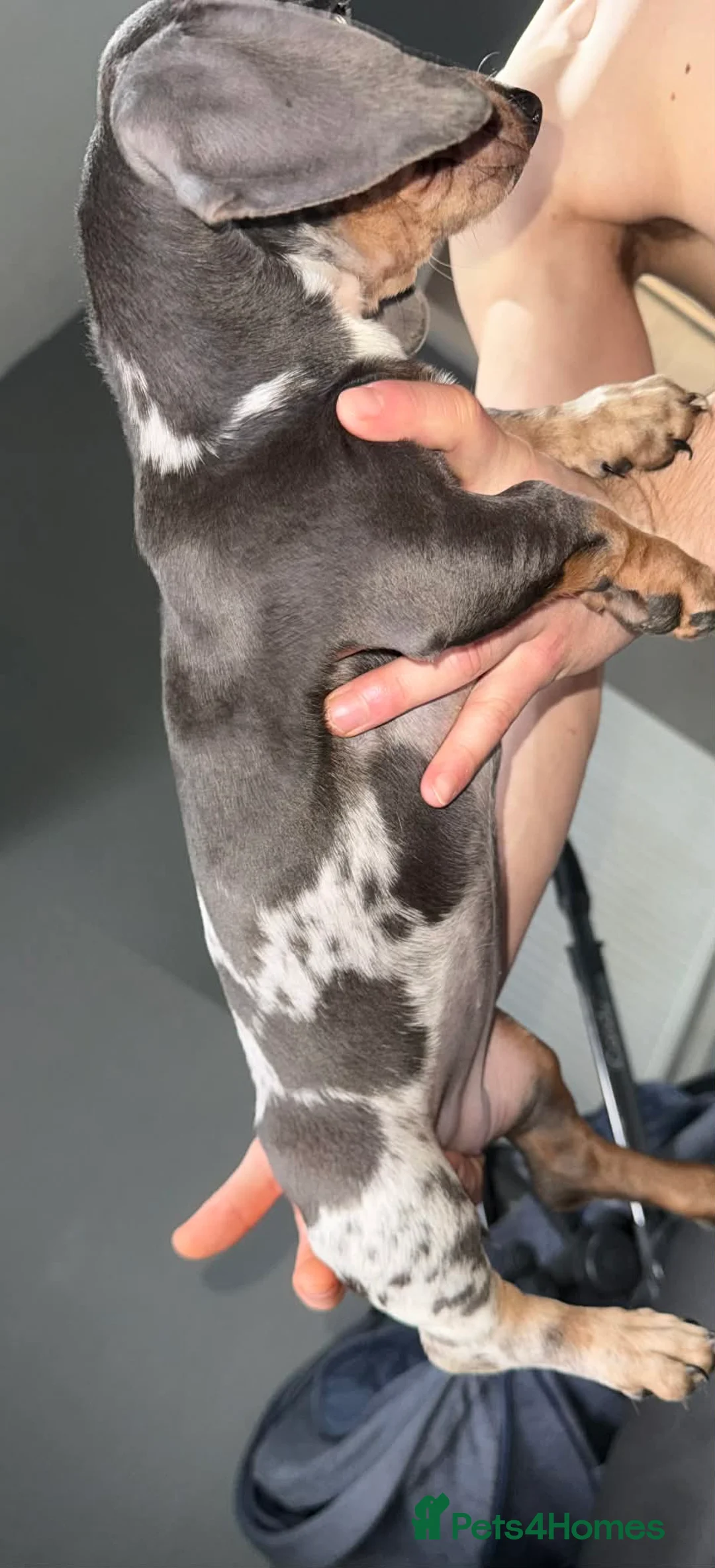 Dachshund dogs for sale: Beautiful Dachshund Girl  🐾 - Advert 3