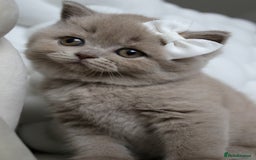 British Shorthair cats for sale: ❤️ Beautiful British Shorthair ❤️ - Image 20