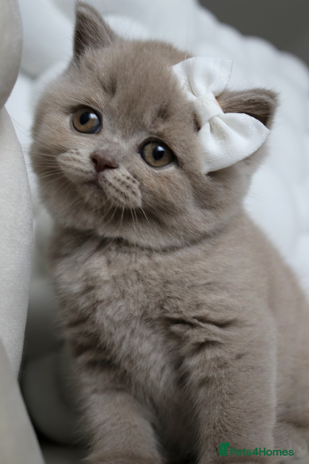 British Shorthair cats for sale: ❤️ Beautiful British Shorthair ❤️ - Image 20