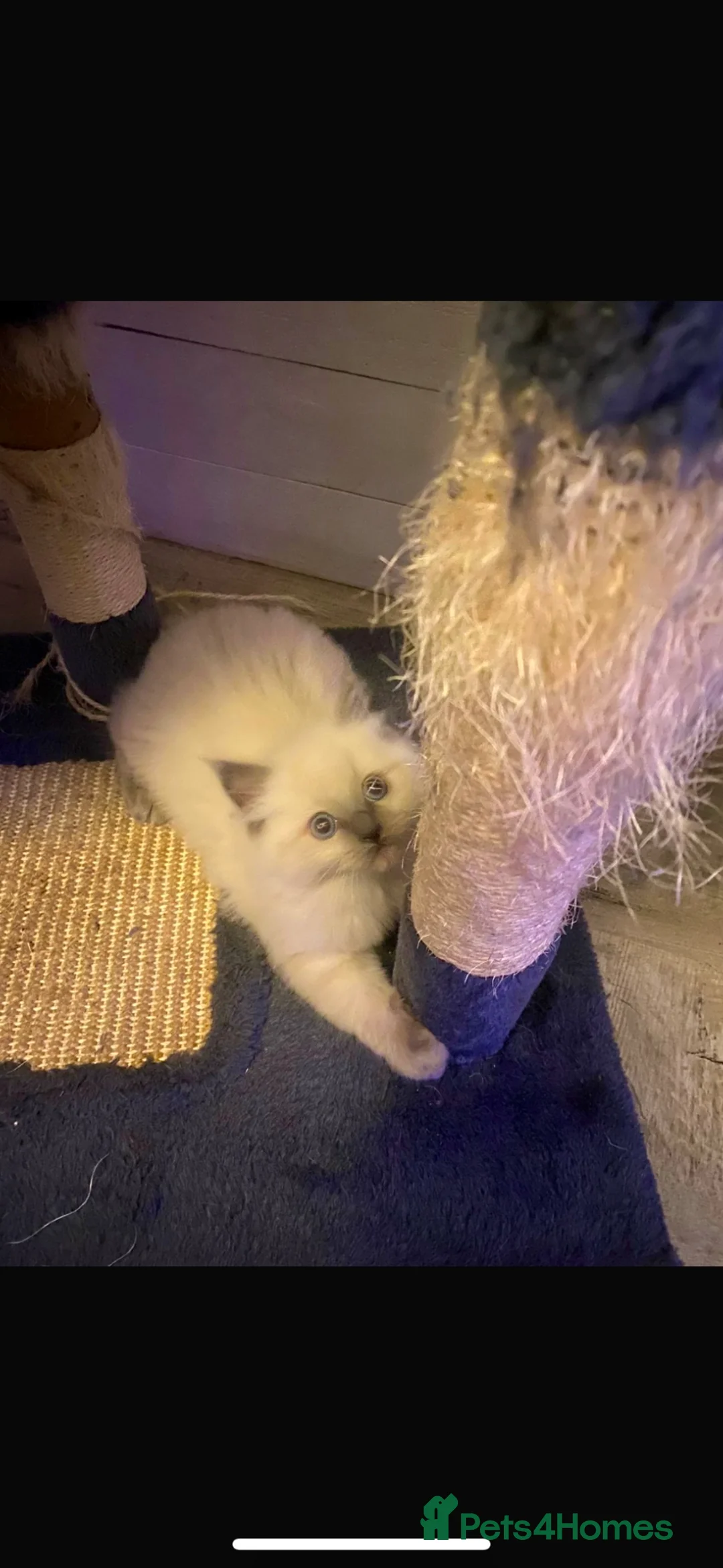 Ragdoll cats for sale: Sweet boy - Advert 5