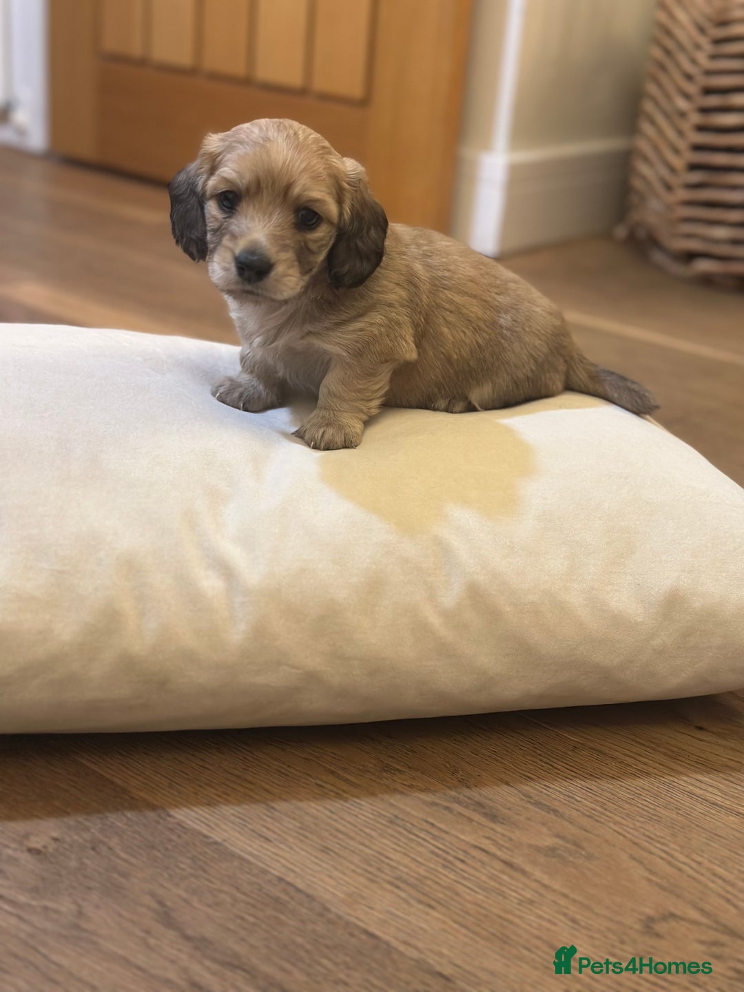 Miniature Dachshund dogs for sale: Long haired miniature shaded cream dachshund  - Advert 4