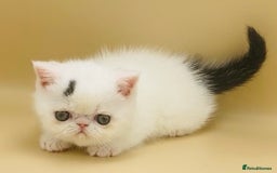 Exotic cats for sale: 🏆PREMIUM QUALITY KITTENS🏆 - Image 8