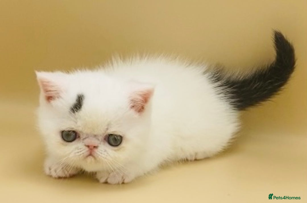 Exotic cats for sale: 🏆PREMIUM QUALITY KITTENS🏆 - Image 8