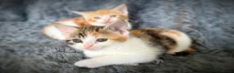 Mixed Breed cats for sale: 9 beautiful kittens looking for new homes  - Advert 19