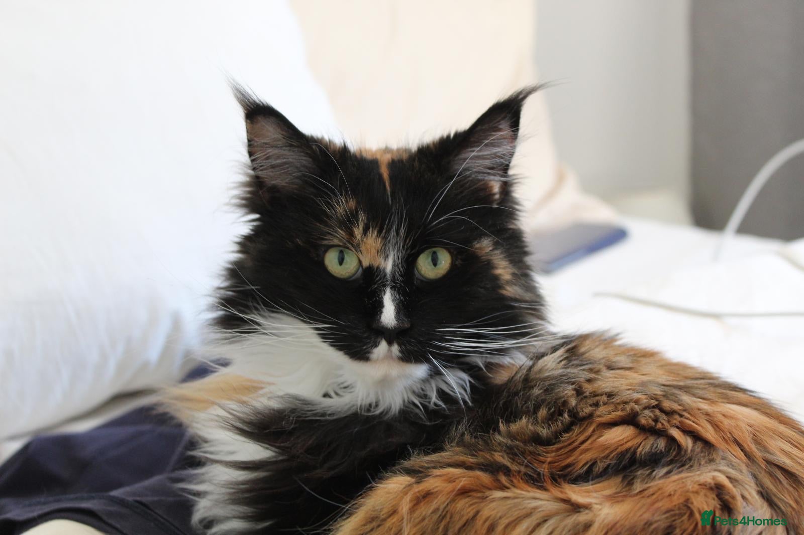 Maine Coon cats for sale: Maine Coon - Female - Advert 20