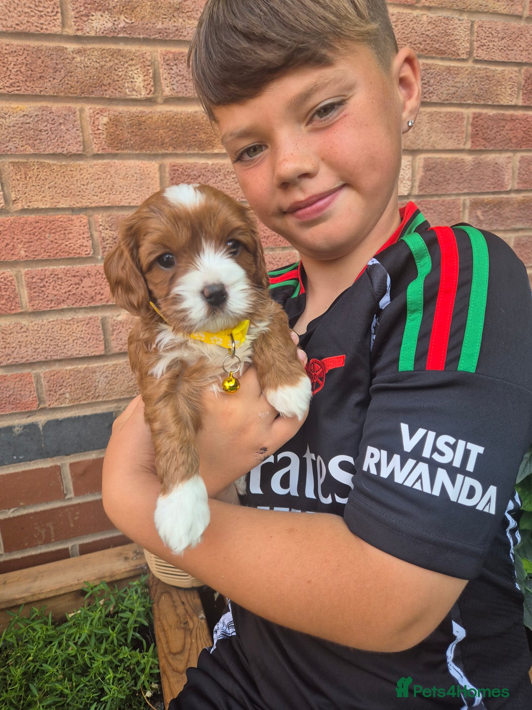 Cavapoo dogs for sale: Too cute to handle cavapoo puppies - Image 1