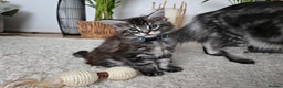 Maine Coon cats for sale: Adorable Maine Coon Boy looking for a Loving Home  - Advert 12