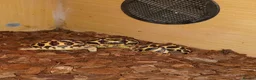 Tortoise reptiles for sale: INDIAN STAR TORTOISES ADULT BREEDING TRIO in Southampton - Advert 10