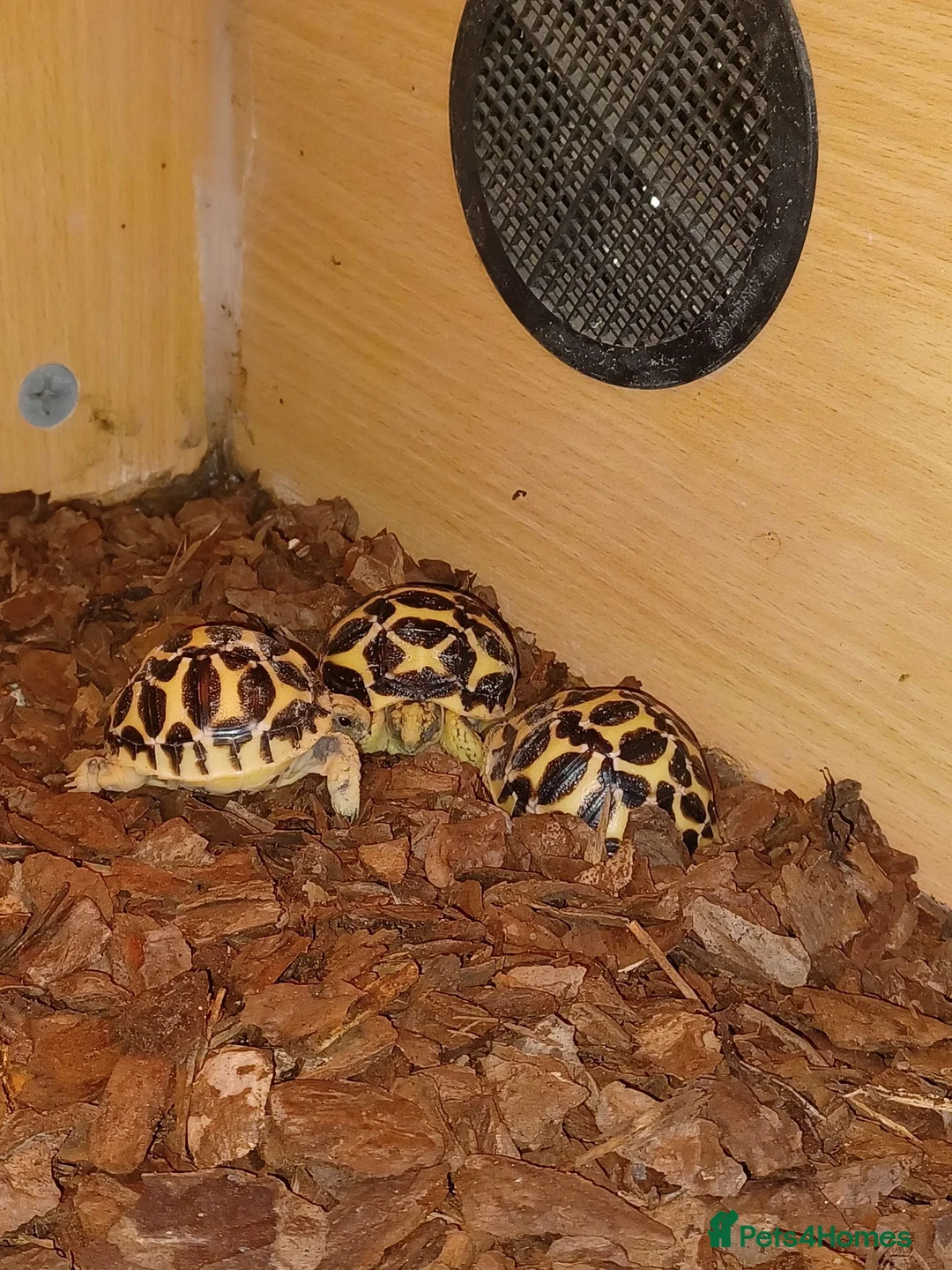Tortoise reptiles for sale: INDIAN STAR TORTOISES ADULT BREEDING TRIO in Southampton - Advert 10