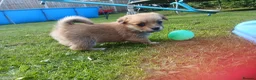 Pomchi dogs for sale: Pomchi - Advert 5