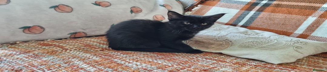 Shorthair Black Female
