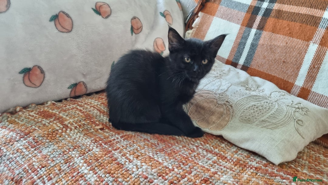 Maine Coon cats for sale: Maine Coon Mix READY TO GO - Image 14
