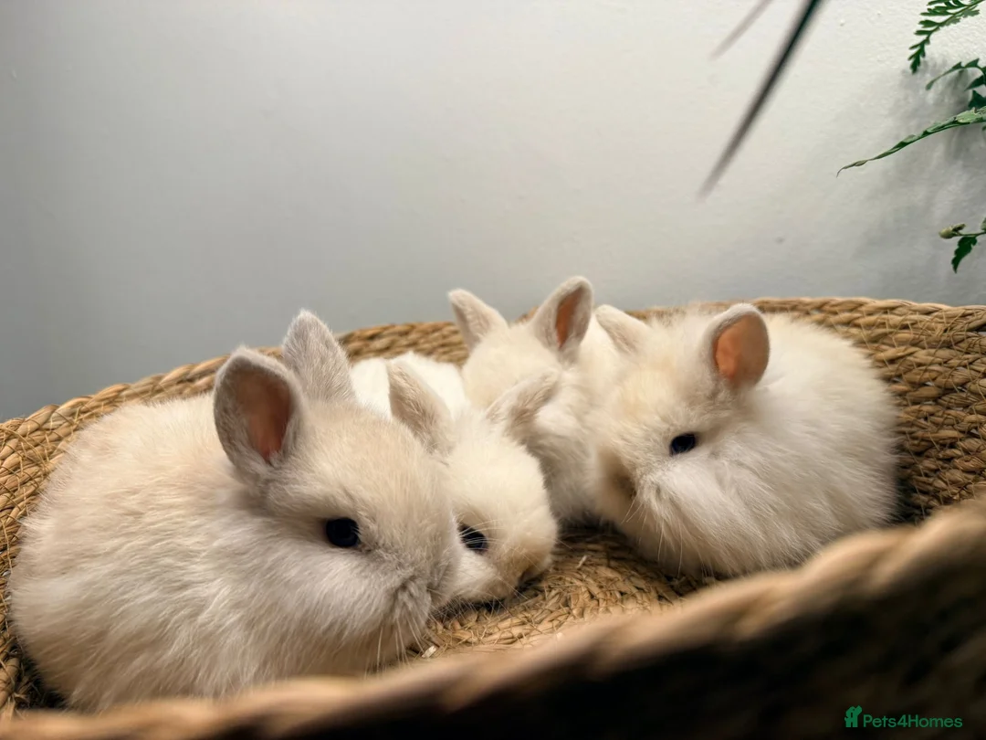 Mini Lion Lop rabbits for sale: Stunning Mini LionLops for Sale  - Advert 18