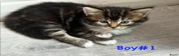 Mixed Breed cats for sale: Kittens for sale  - Advert 4