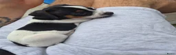 Jack Russell dogs for sale: Last female mini jack russle  - Advert 4