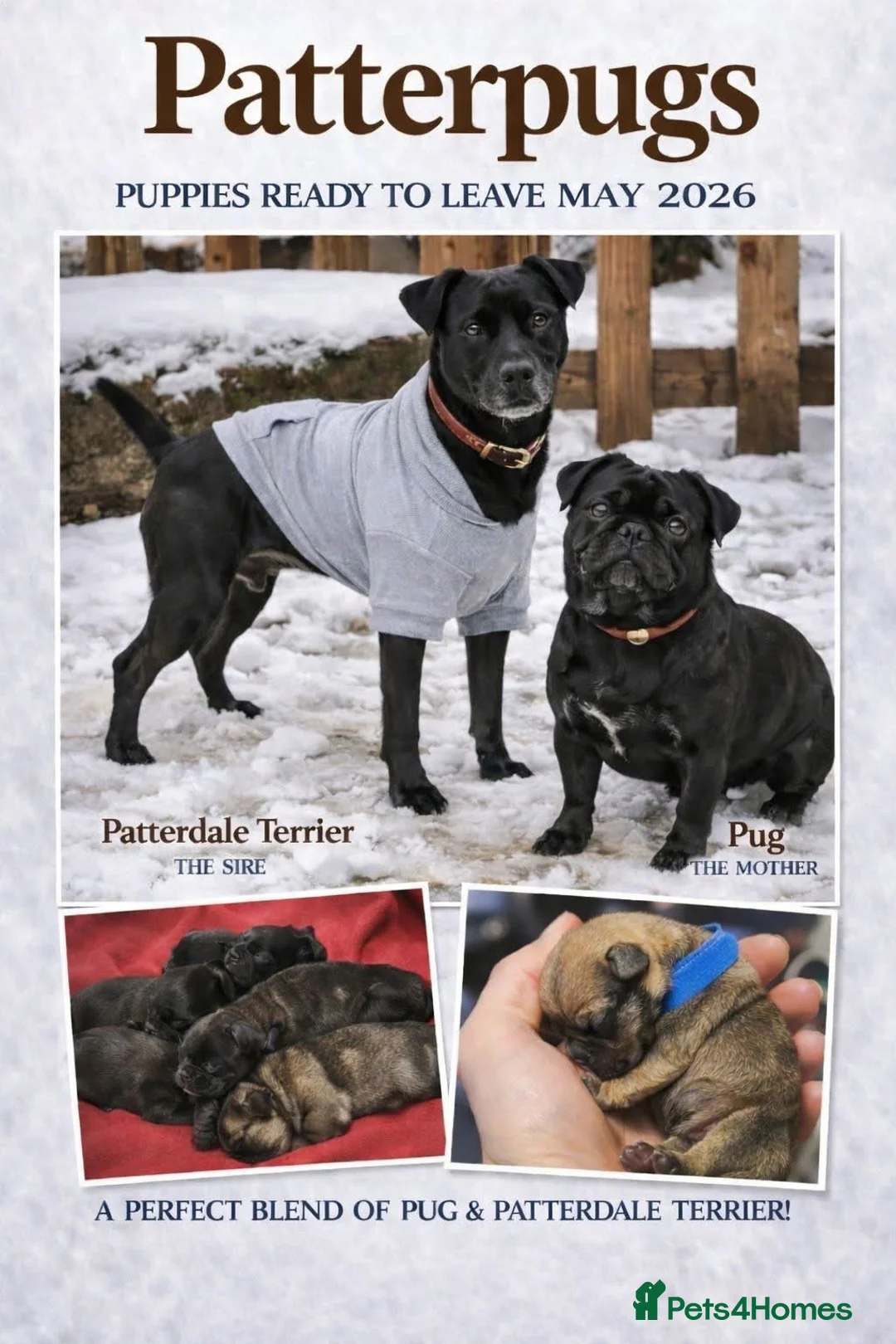 Mixed Breed dogs for sale: Adorable Patterpug Puppies! in Swadlincote - Advert 6