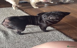 Frug dogs for sale: Frug for sale  - Image 3