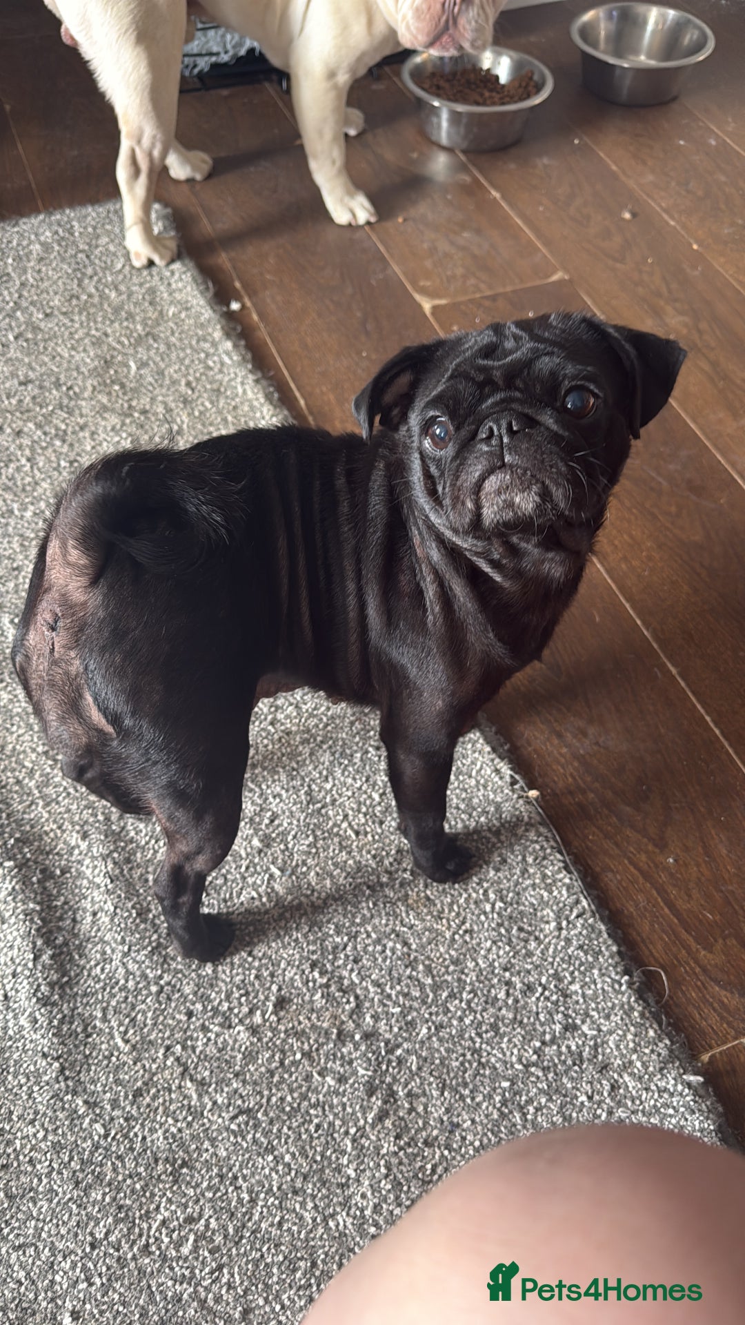 Frug dogs for sale: Frug for sale  - Image 3