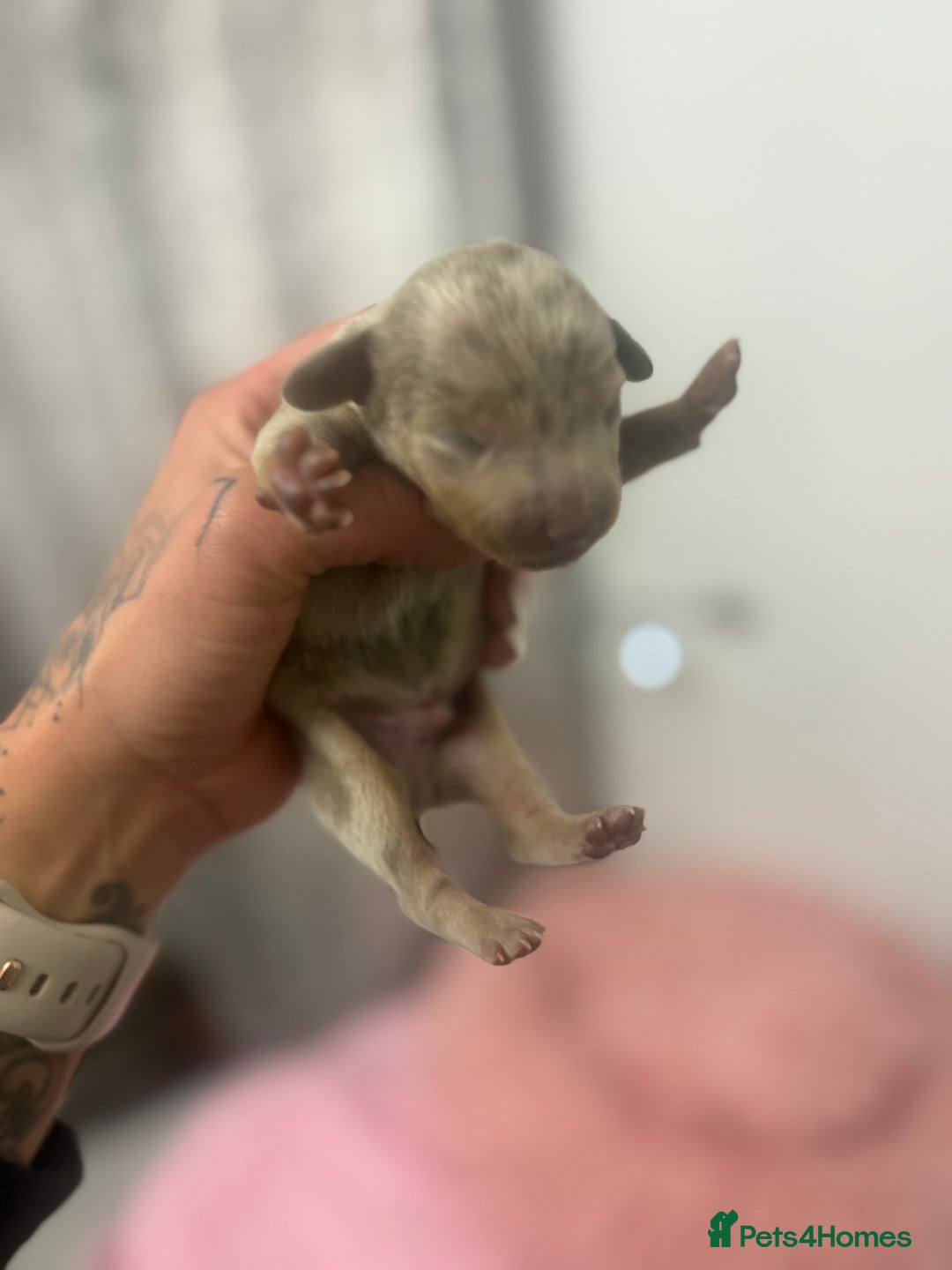 Mixed Breed dogs for sale: Xxx TINY dachshund x chihuahua puppies xxx - Image 16