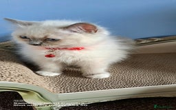 Ragdoll cats for sale: GCCF REG 6 fluffy kittens - Image 7