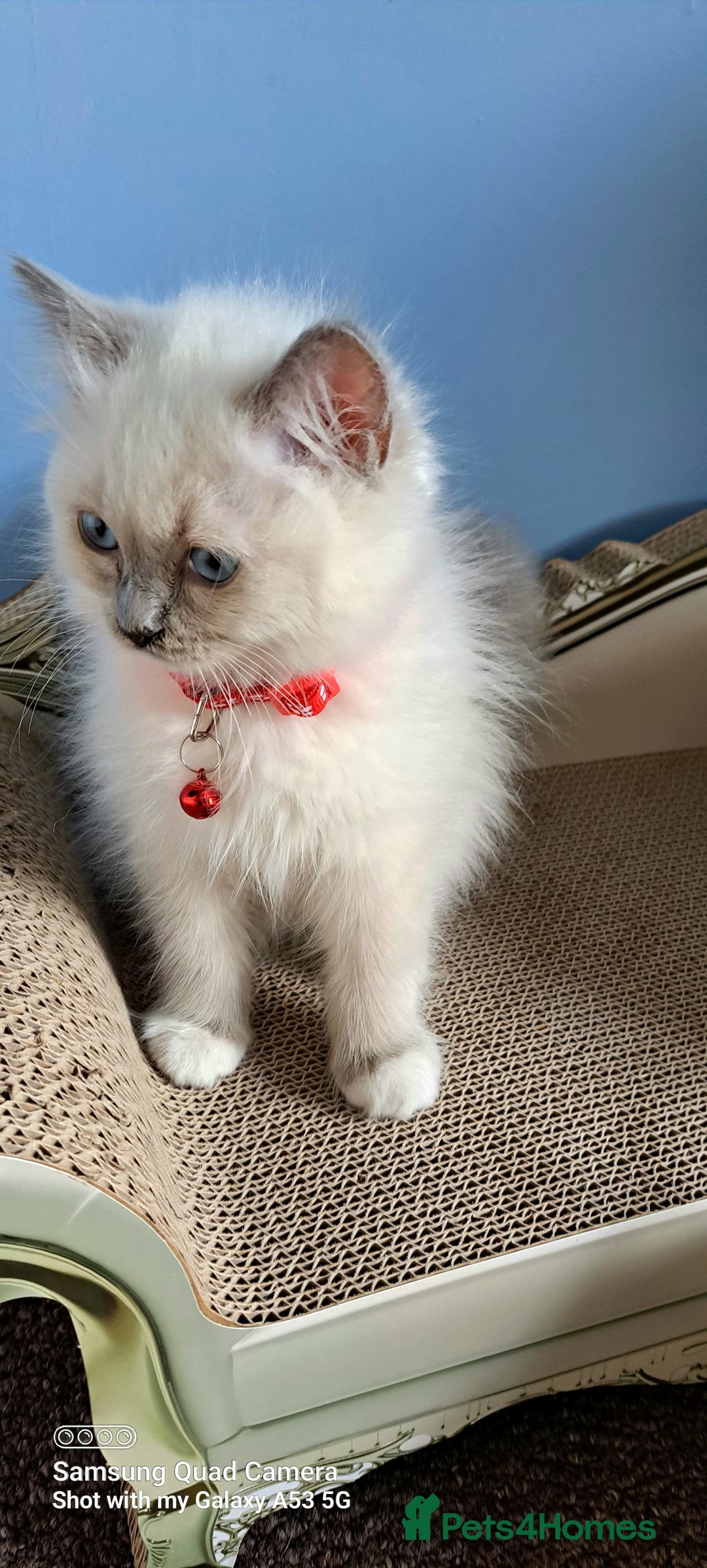 Ragdoll cats for sale: GCCF REG 6 fluffy kittens - Image 7