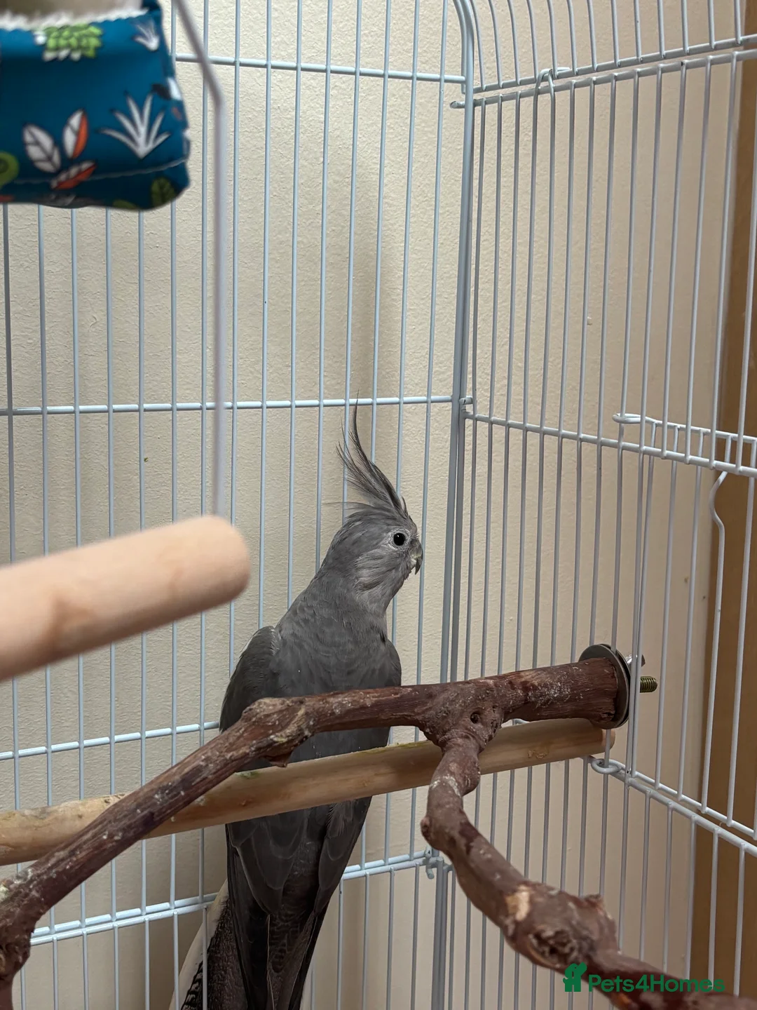 Cockatiels birds for sale: Birds for sale in Gateshead - Advert 10