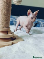 Sphynx cats TICA Registered Sphynx Kittens – Ready to move - Advert 6