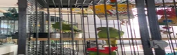 Ringnecks birds for sale: 2 baby ringnecks in Llantwit Major - Advert 1