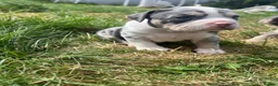 American Bully dogs for sale: Prizebullz x Clarkebullz pocket bullys  - Advert 10