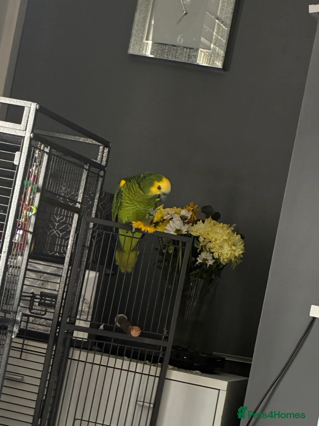 Parrots birds for sale: Amazon parrot  - Advert 2