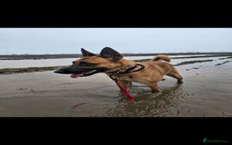 Belgian Shepherd Dog dogs for sale: 4 year old Belgian Malinios - Image 2
