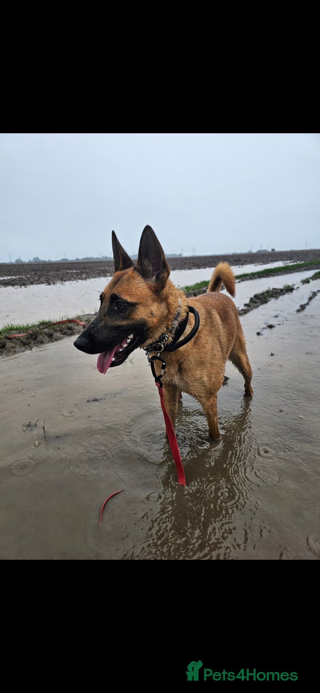 Belgian Shepherd Dog dogs for sale: 4 year old Belgian Malinios - Image 2