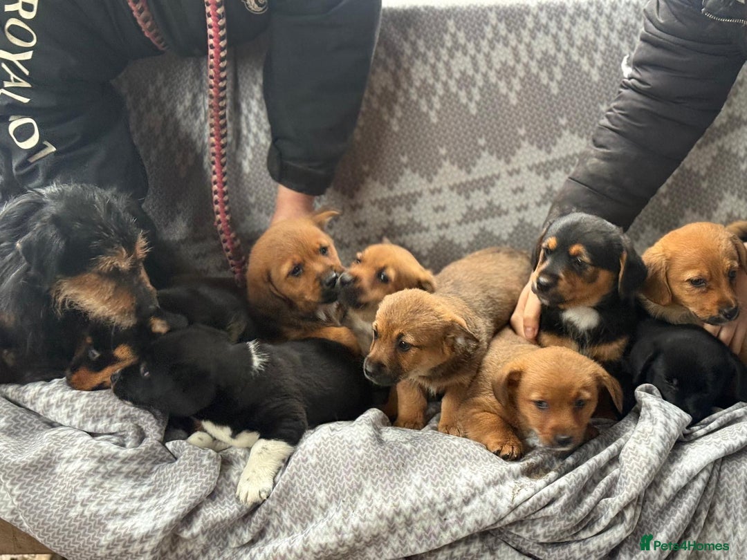 Mixed Breed dogs for sale: Corgi x JRT - Image 6