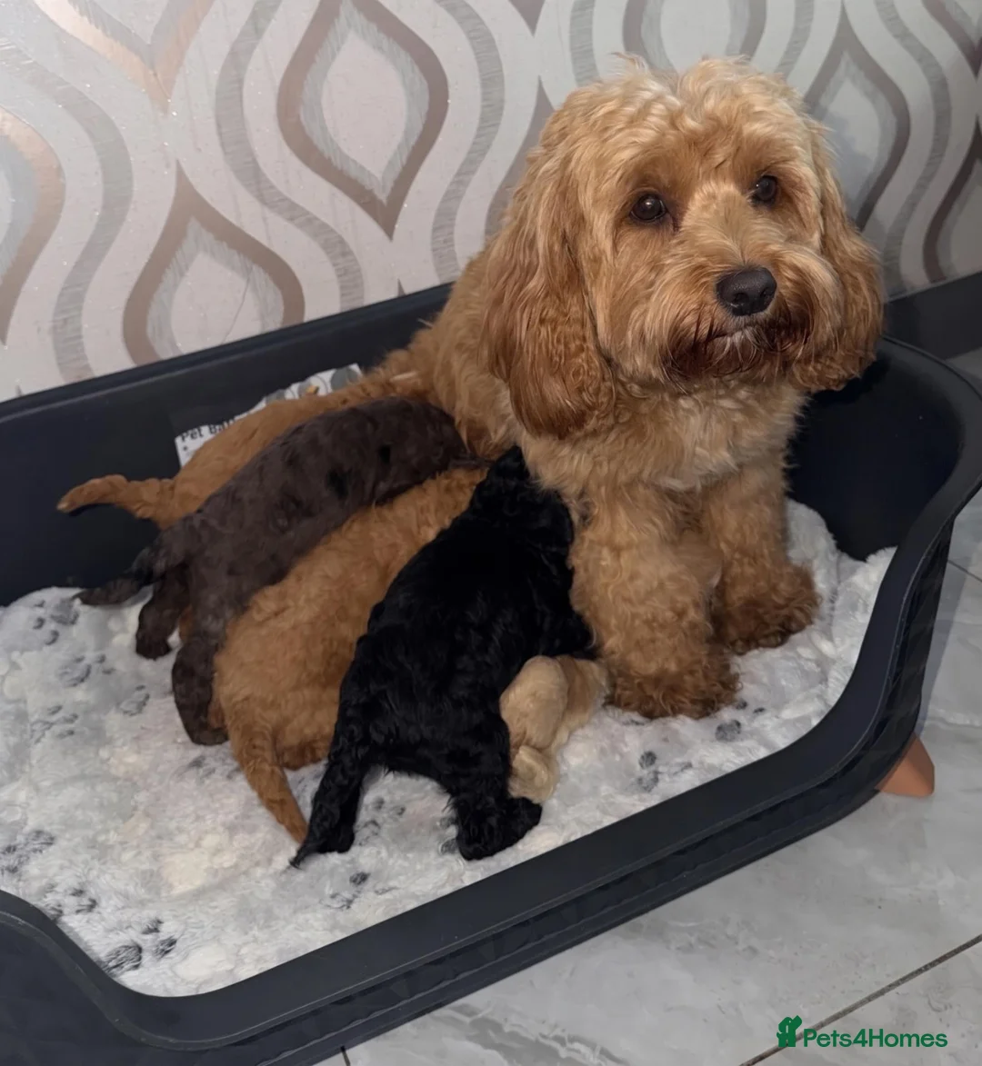 Cavapoo dogs for sale: ✨Stunning  mini Cavapoos & RARE Blue Merle Girl - Advert 1