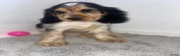 Cocker Spaniel dogs for sale: LAST TRI BOYS AVAILABLE Show type cocker spaniels! - Advert 1